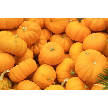 fresh pumpkin (9)-392039-85033.webp